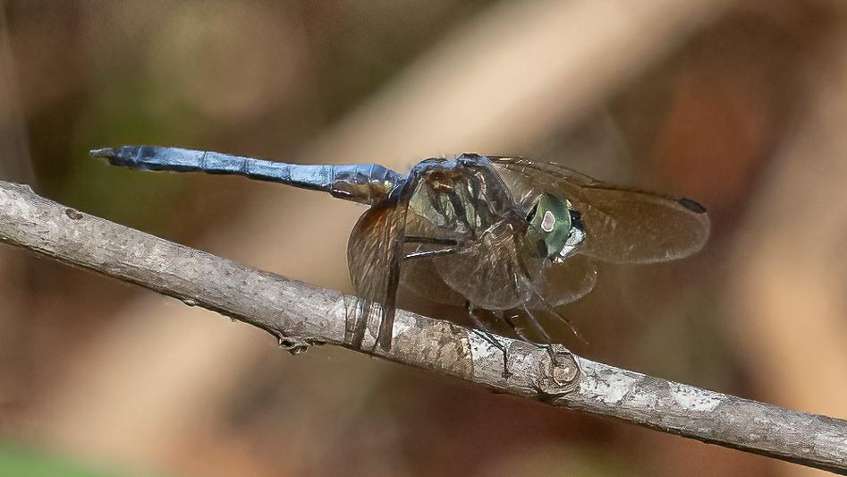 Pachydiplax longipennis (Blue Dasher) male.jpg